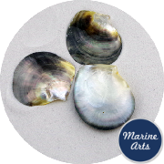 8542 - Oyster - Black Lip - Pearl 7.5cm